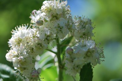 Sorbus domestica - jeřáb domácí (oskeruše) - květenství